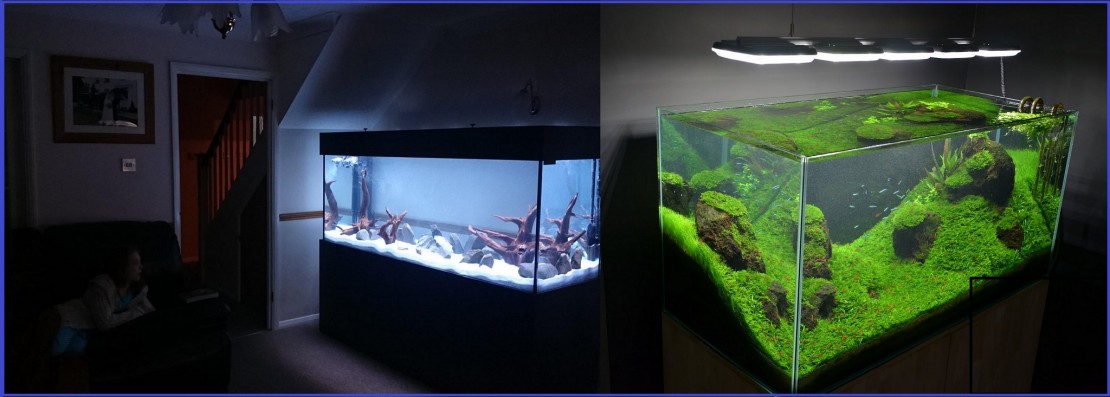 Prime Aquariums Hope Page Blue and Green