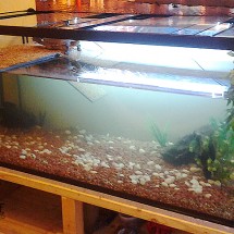 Turtle Tank 66x30x30 Double Glass Thickness Base   (2)
