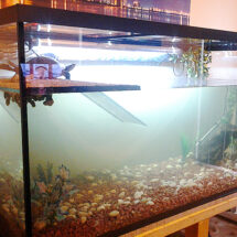 Turtle Tank 66x30x30 Double Glass Thickness Base   (4)
