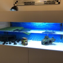 Turtle Aquarium 43x18x18 inch with green Platform Cover